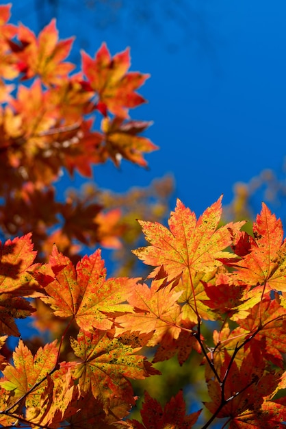 Foto otoño hojas de arce en el cielo temporada de otoño