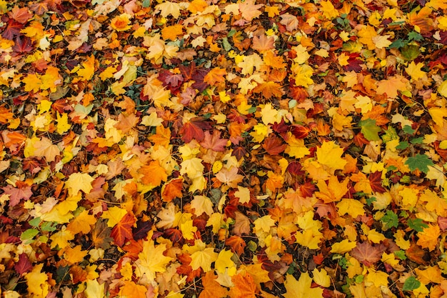 Otoño. Las hojas de arce multicolores se encuentran en la hierba.