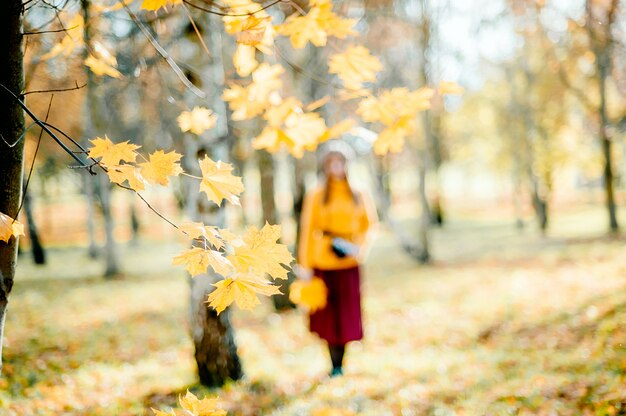 Otoño con hojas de arce