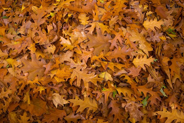 Otoño. Las hojas caídas del árbol, amarillas, naranjas, secas yacen en el suelo, fondo, postal.