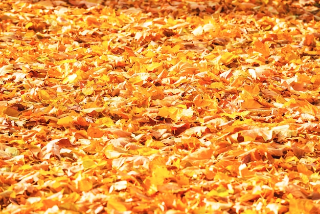 Otoño de hojas de naranja caídas en un parque. Fondo de otoño
