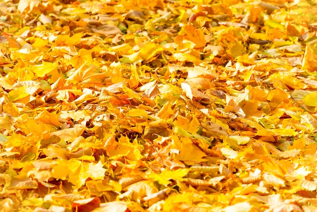 Otoño de hojas de naranja caídas en un parque. Fondo de otoño