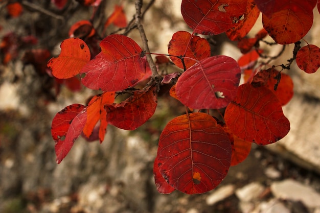 Otoño y hojas de otoño, primer plano de la naturaleza colorida. Colores naranja, rojo y amarillo en la superficie de la naturaleza. Georgia.