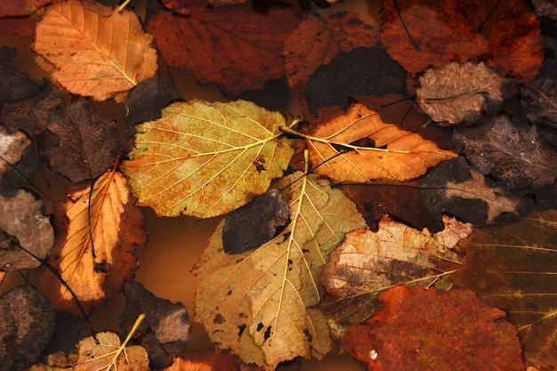 Otoño y hojas de otoño, primer plano de la naturaleza colorida. Colores naranja, rojo y amarillo en la superficie de la naturaleza. Georgia.