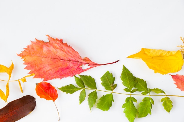 Otoño y hojas de otoño