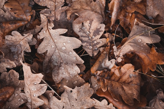 Otoño. hojas de roble. día lluvioso nublado.