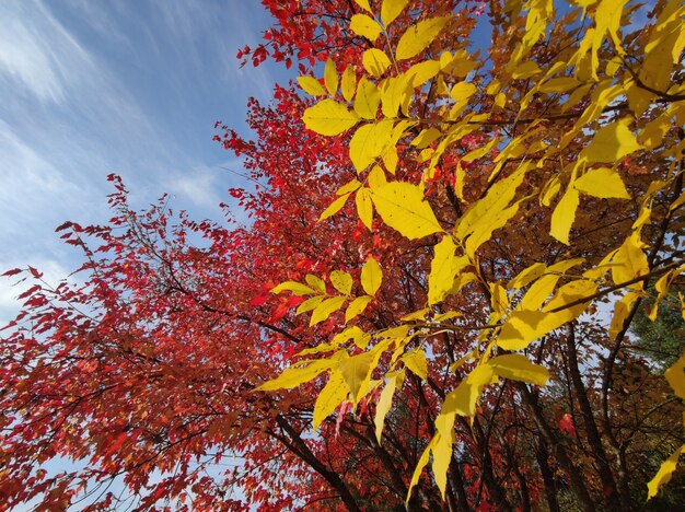 Otoño de hojas rojas y amarillas de los árboles.