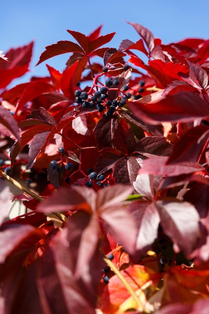 Otoño de hojas rojas y bayas azules contra el cielo