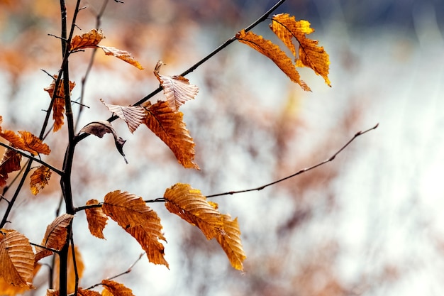 Otoño de hojas secas en la rama de un árbol en el bosque