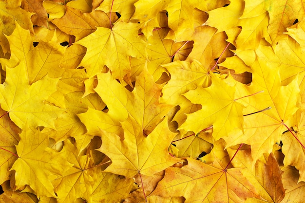 Otoño de hojas sobre un fondo blanco.