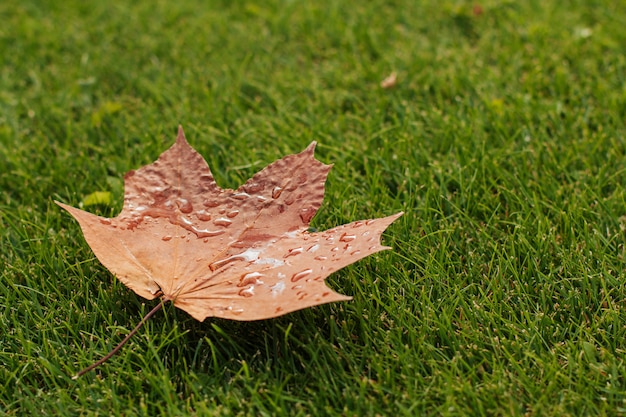 otoño húmedo hoja de arce se encuentra en la hierba verde