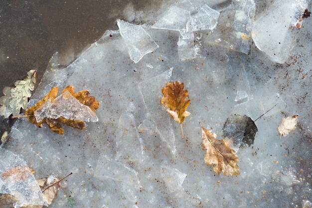 Otoño a invierno. Hojas de los árboles en los primeros días del invierno. Hojas de arce congeladas en la nieve.