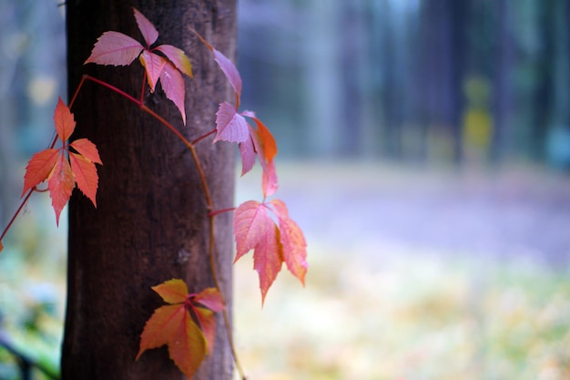 Otoño en Italia Calabria