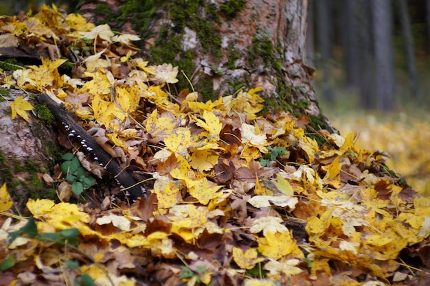 Otoño en Italia Calabria