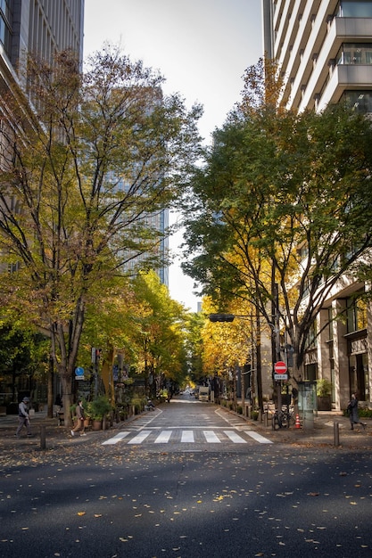 Foto el otoño en japón te está llamando.