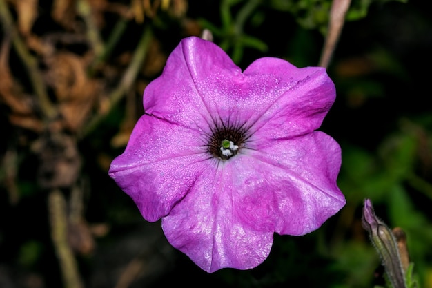 Otoño jardín de flores violetas en un día soleado primer plano