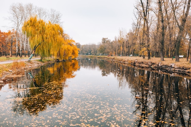 Otoño lago follaje amarillo en otoño