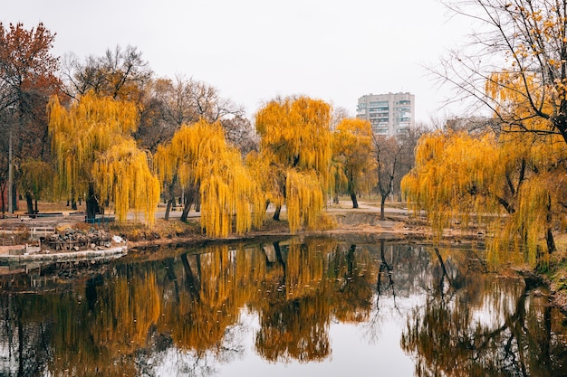 Otoño lago follaje amarillo en otoño