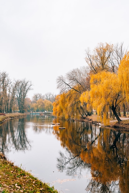 Otoño lago follaje amarillo en otoño