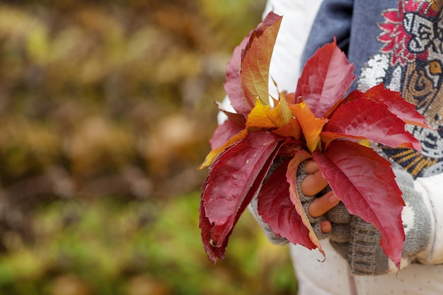 Otoño. Manos de niña sosteniendo un ramo de coloridas hojas de uvas de soltera. Cerrar imagen. Copia espacio