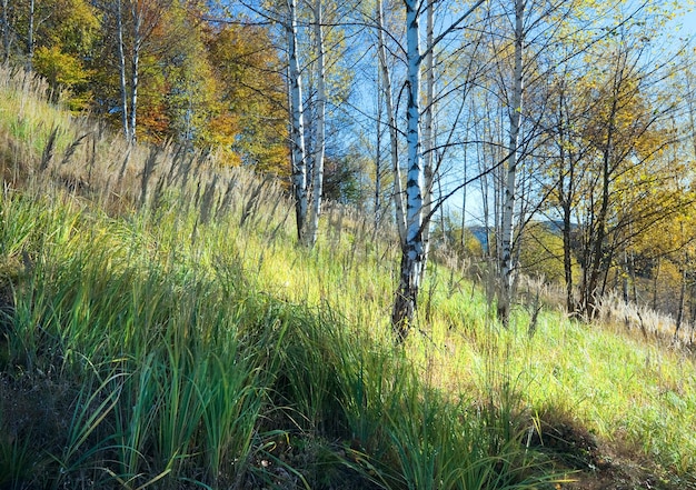 Otoño montaña paso Nimchich y bosque de abedules en la colina