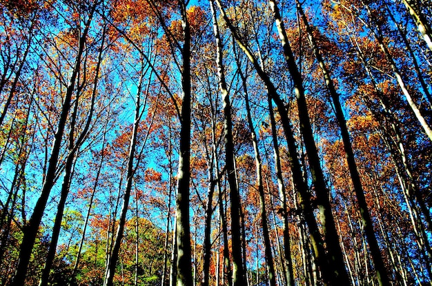 Otoño en el Montseny, Barcelona.