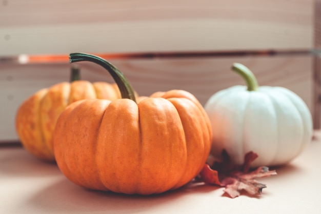 Otoño naranja y calabazas blancas