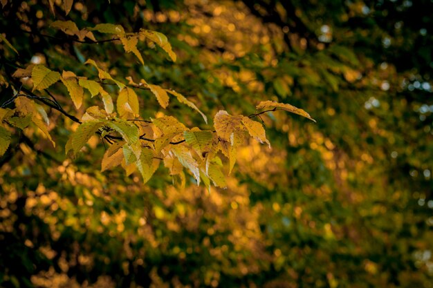 El otoño se va y la naturaleza borrosa. Colorido follaje en el parque. La caída deja el fondo natural. Temporada de otoño