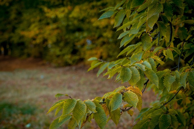 El otoño se va y la naturaleza borrosa. Colorido follaje en el parque. Hojas que caen naturales. Temporada de otoño