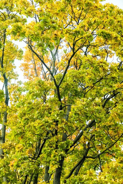 Otoño naturaleza escena fondo hojas y árboles al aire libre