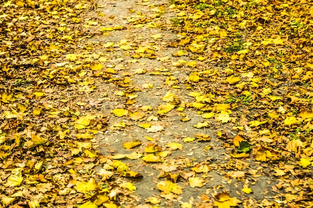 Otoño naturaleza escena fondo hojas y árboles al aire libre