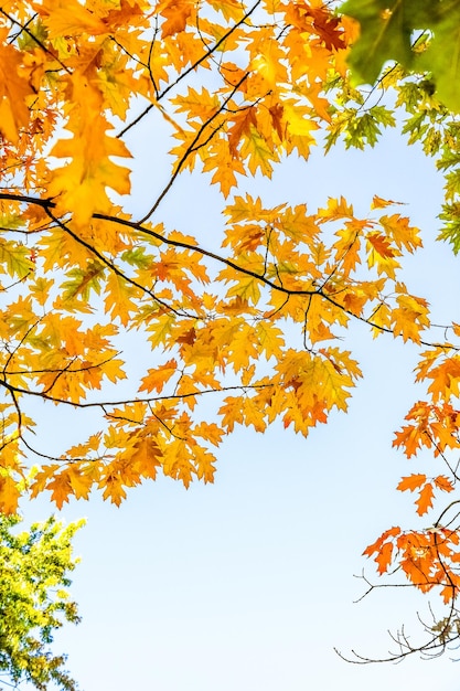 Otoño naturaleza escena fondo hojas y árboles al aire libre