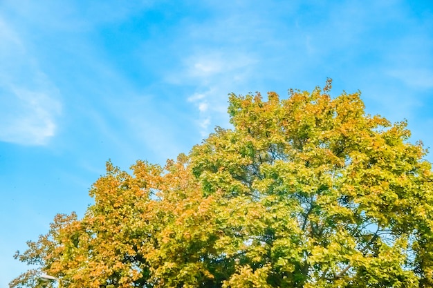 Otoño naturaleza escena fondo hojas y árboles al aire libre