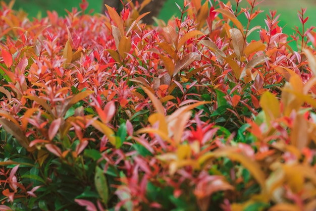 Otoño naturaleza hojas plantas de fondo