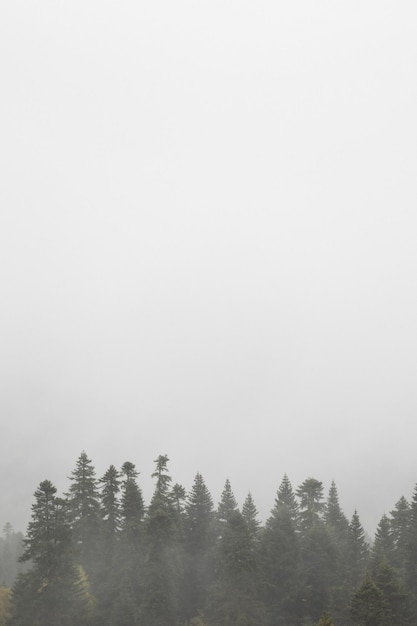 Otoño y niebla en las montañas foto vertical Papel tapiz fotográfico con vista a la montaña espacio para texto