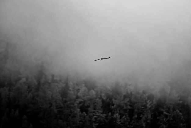 otoño niebla paisaje bosque montañas, árboles vista niebla