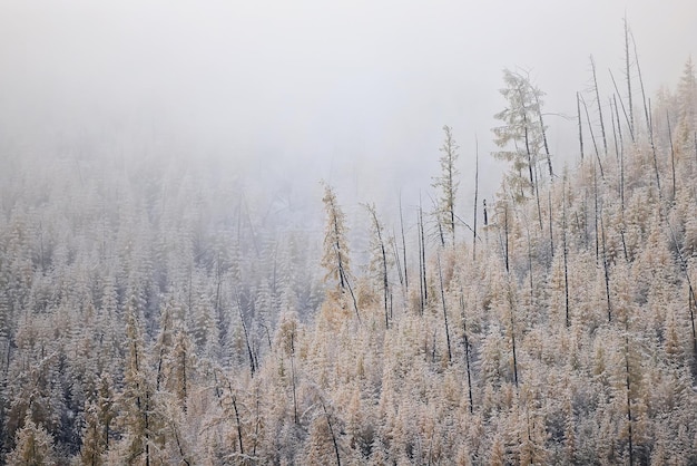 otoño niebla paisaje bosque montañas, árboles vista niebla