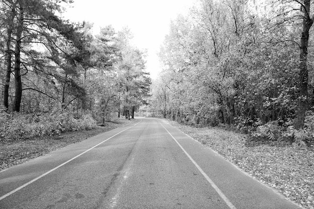 El otoño nos rodea Camino a través del bosque otoñal Camino desolado en el paisaje natural Carretera asfaltada Camino en el campo Viajes y pasión por los viajes Viajes de temporada de otoño Vacaciones de otoño