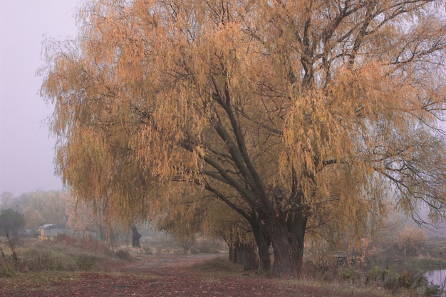 Otoño noviembre paisaje. Parque de otoño brumoso con caída de hojas secas de otoño. La temporada de otoño, colorido paisaje otoñal escena de niebla