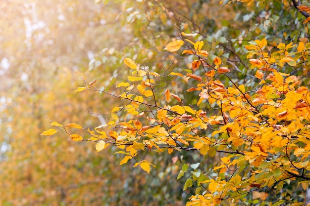 Otoño de oro. Fondo de otoño con hojas amarillas en la rama de un árbol