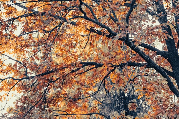 Otoño de oro. Naturaleza otoñal. hojas amarillas Follaje naranja. Rayos de sol. Paisaje pintoresco.