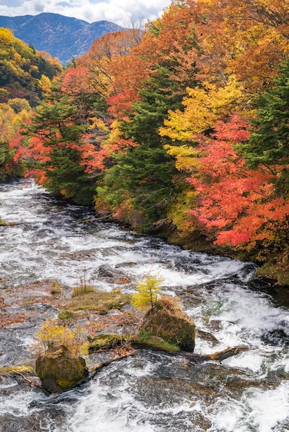 Otoño otoño bosque Nikko Japón