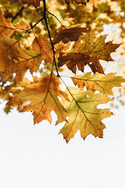 Otoño, otoño y composición mínima. Hermosa rama con hojas de roble amarillo, naranja y verde