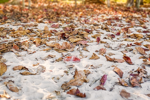 Otoño otoño deja en la arena en el fondo de la playa