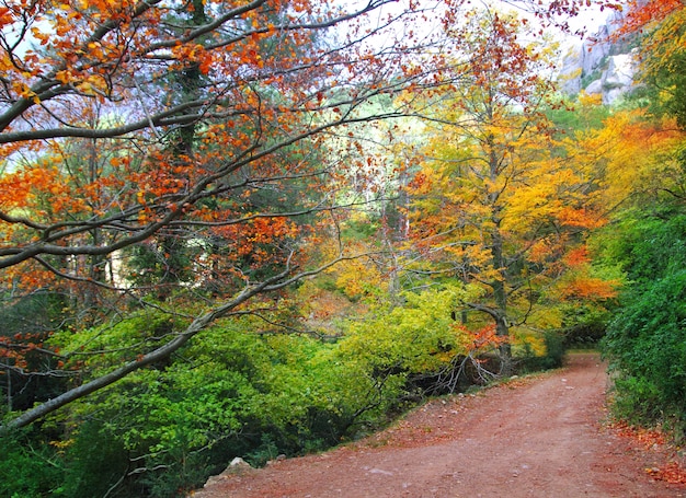 otoño otoño haya bosque pista amarillo dorado hojas