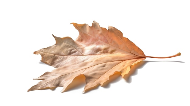 Otoño otoño hoja de arce seca aislada sobre fondo blanco