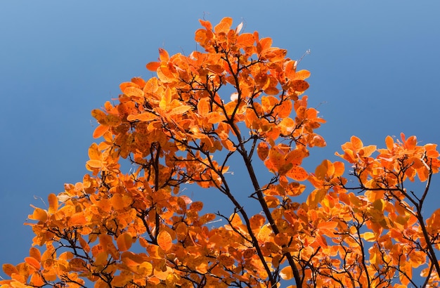 Otoño. Otoño hojas de naranja en una rama