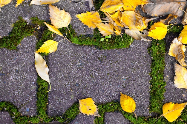 Otoño Otoño Hojas secas Concepto de flora de plantas estacionales