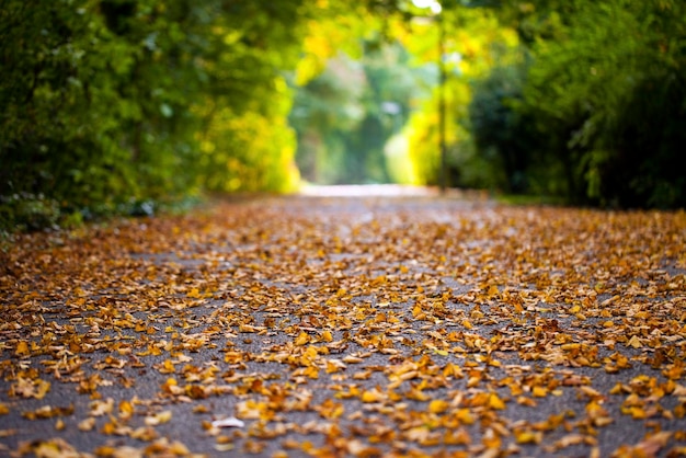 Otoño Otoño Hojas secas Concepto de flora de plantas estacionales