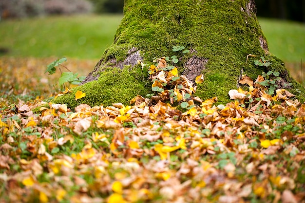 Otoño Otoño Hojas secas Concepto de flora de plantas estacionales